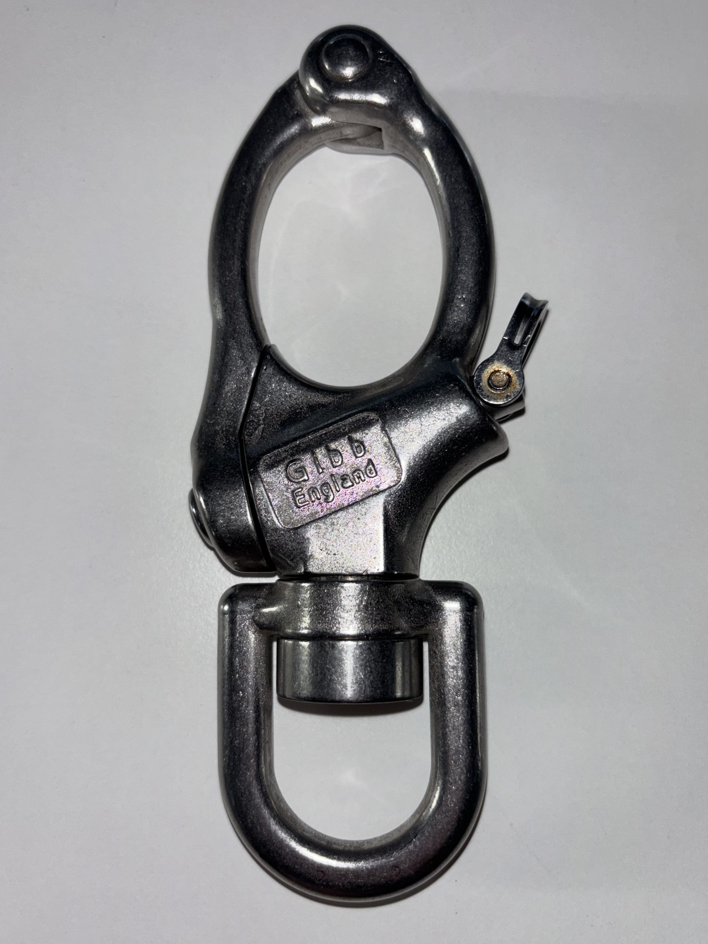 Schnappschäkel Gibb mit großem Wirbelauge