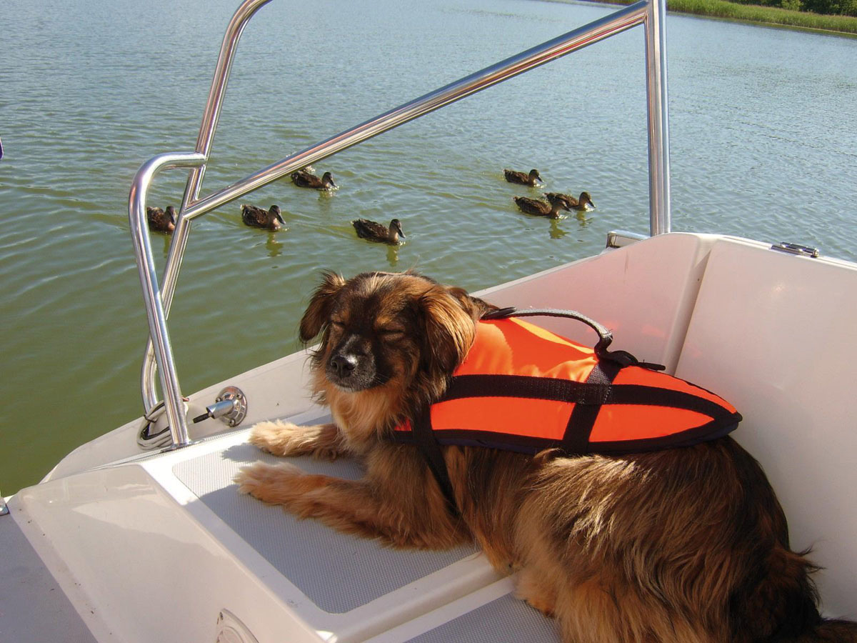 Hundeschwimmhilfe, Schwimmweste für Hunde von 15 - 40 kg